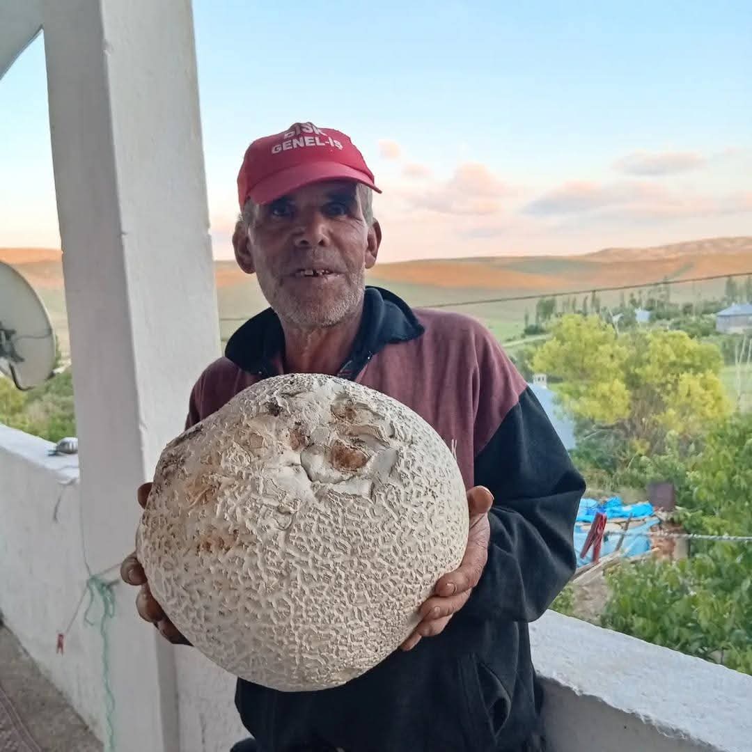 Sarız'da Dev Mantarlar Görenleri Şaşırttı