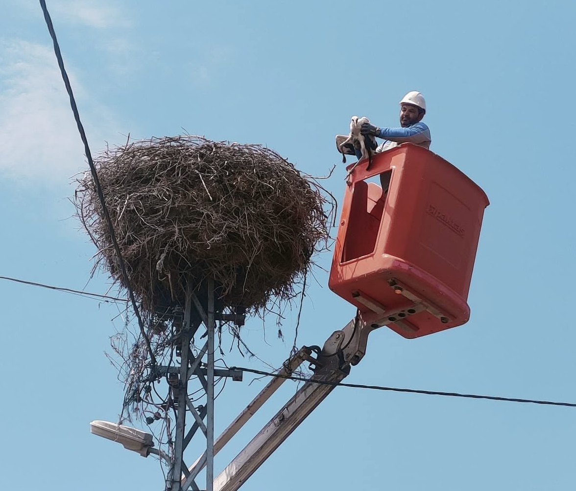 Elektrik Direğinde Mahsur Kalan Leyleği Ekipler Kurtardı