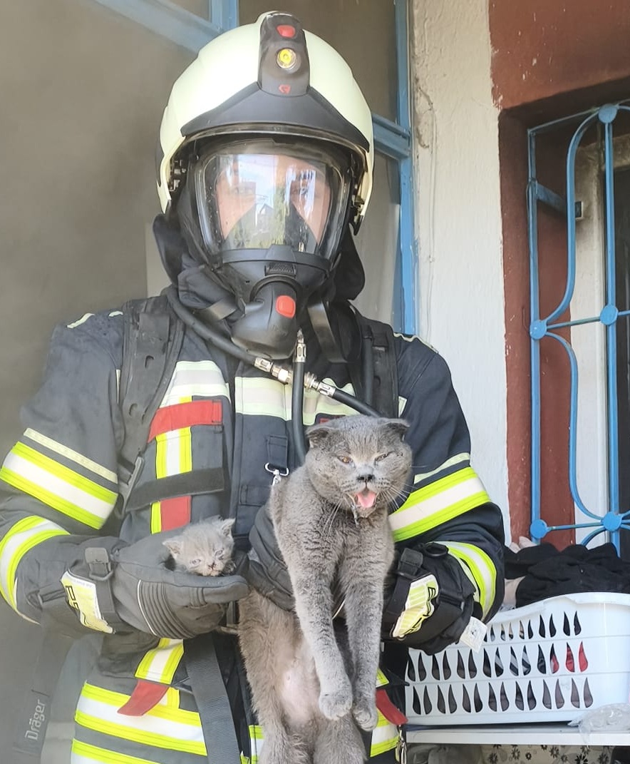 Büyükşehir İtfaiyesi, Yangında Mahsur Kalan 6 Kediyi Kurtardı