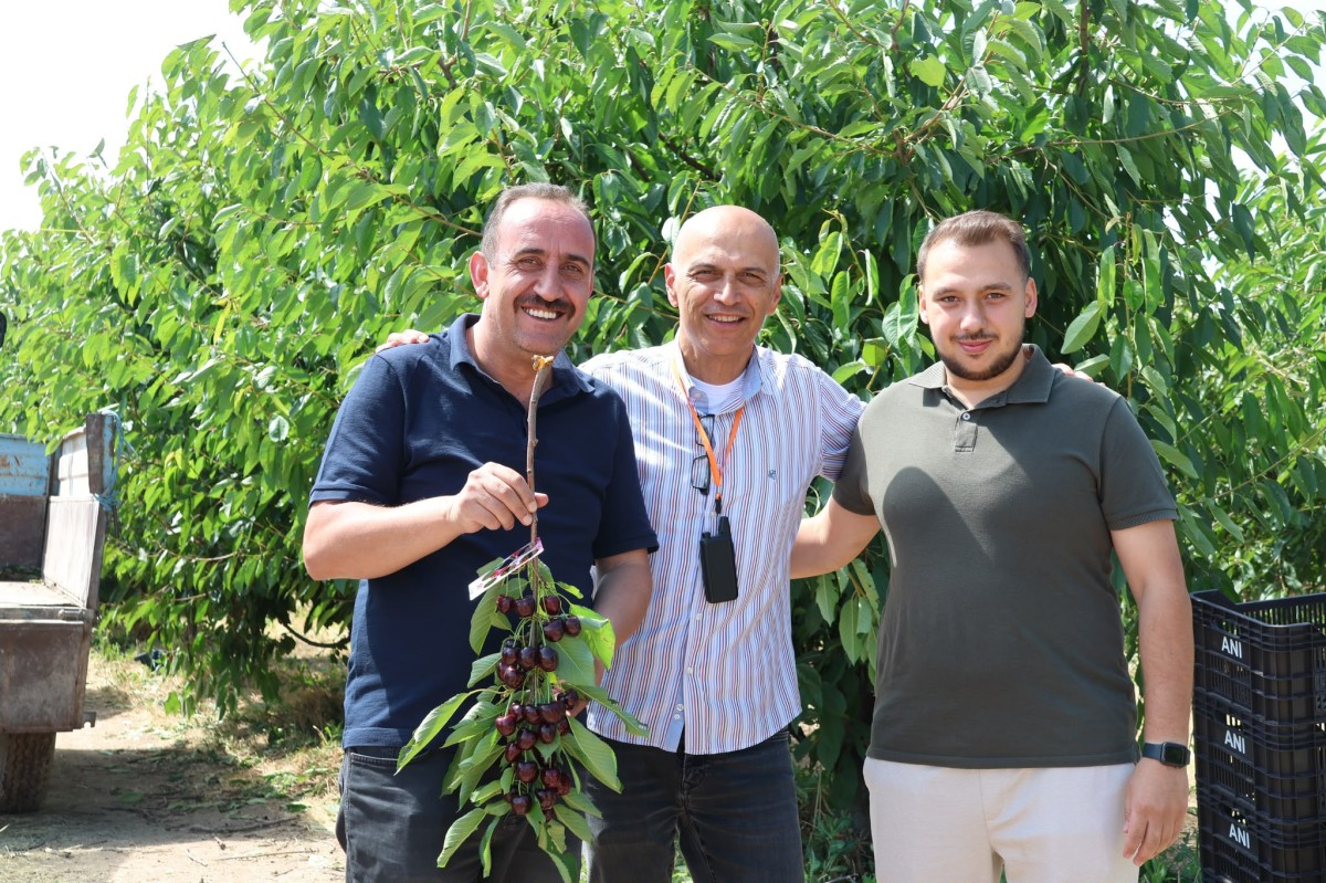 İncesu’nun Kirazları Avrupa’ya İhraç Ediliyor