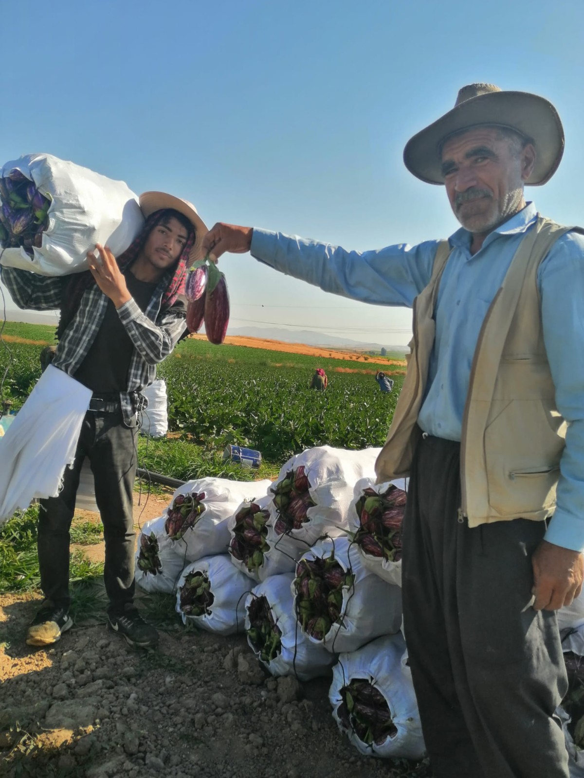 Coğrafi İşaretli Yamula Patlıcanında Hasat Mesaisi Başladı