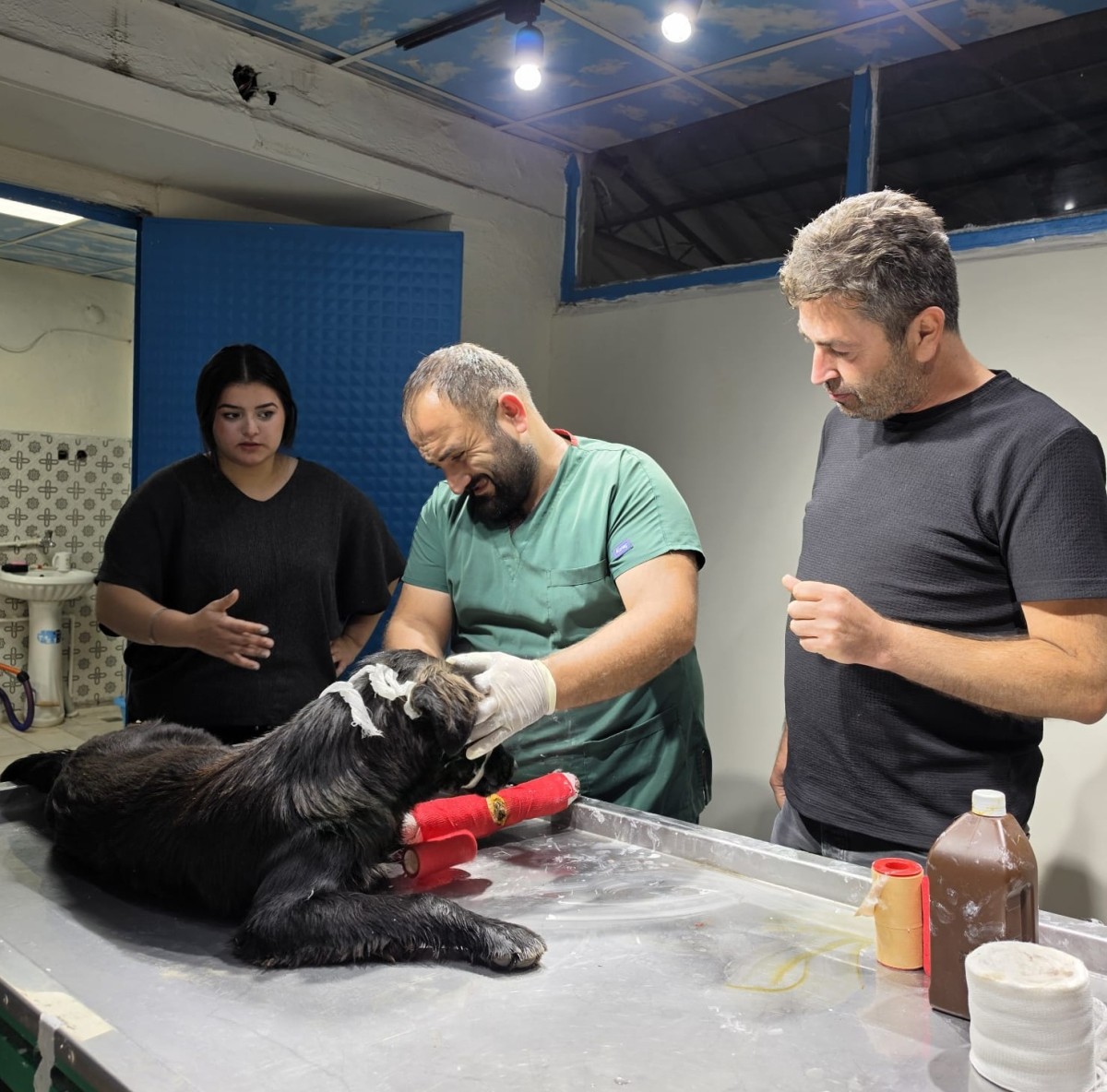 Otomobiliyle Çarptığı Köpeğin Tedavisini Üstlendi