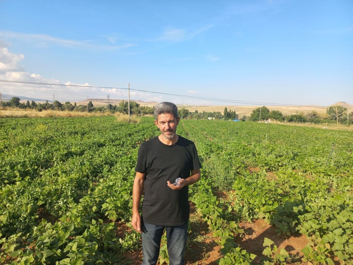 Bünyan’da Aynı Tarladan İkinci Ürün Bereketi