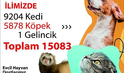 BİR GELİNCİK KİMLİKLENDİRİLDİ