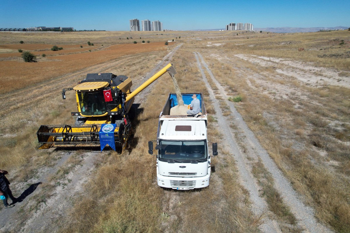 Talas’ta Atıl Araziler Üretime Kazandırıldı: Aspir Hasadı Başladı