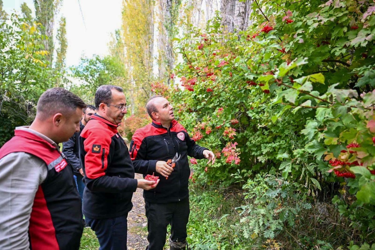  Akkışla’da Gilaburu Hasadı Yapıldı